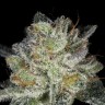 Семена каннабиса  Snow Ryder feminised Ganja Seeds Семена каннабиса  Snow Ryder feminised Ganja Seeds