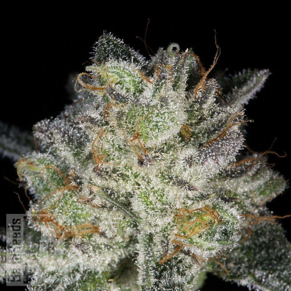 Семена каннабиса  Snow Ryder feminised Ganja Seeds Семена каннабиса  Snow Ryder feminised Ganja Seeds