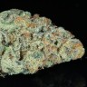Семена каннабиса  Snow Ryder feminised Ganja Seeds Семена каннабиса  Snow Ryder feminised Ganja Seeds