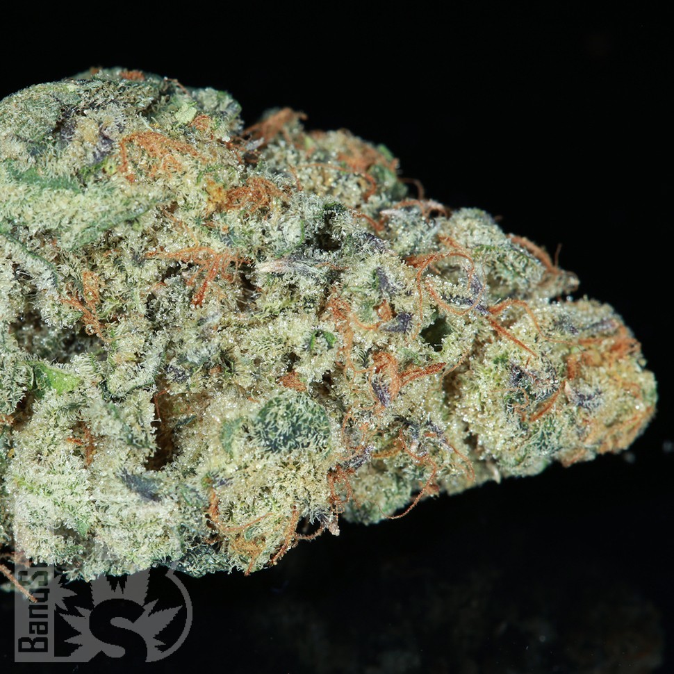 Семена каннабиса  Snow Ryder feminised Ganja Seeds Семена каннабиса  Snow Ryder feminised Ganja Seeds