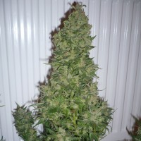 AK 47 regular Ganja Seeds