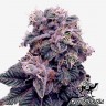 заказать семена конопли почтой Blueberry feminised заказать семена конопли почтой Blueberry feminised