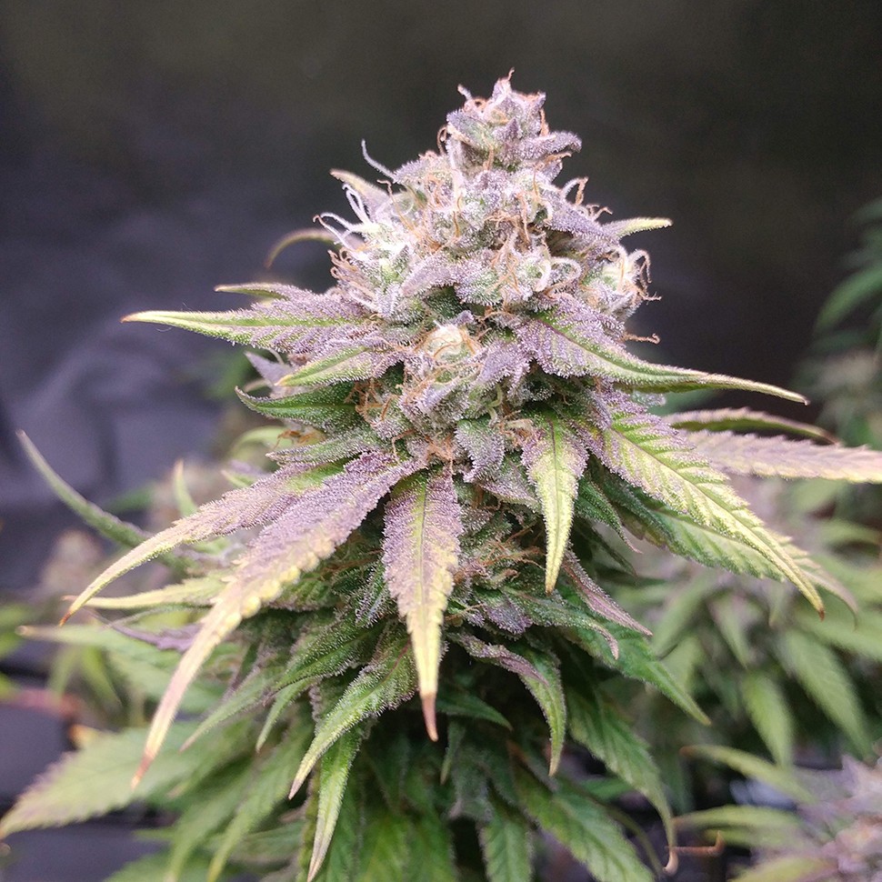 Семена  Jack Hammer feminised Victory Seeds