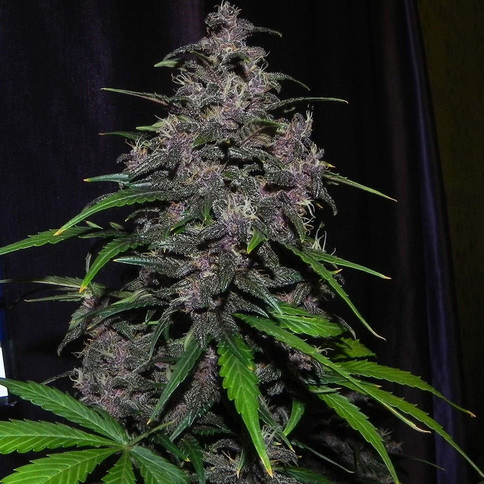мощные сорта конопли Auto LSD feminised Ganja Seeds мощные сорта конопли Auto LSD feminised Ganja Seeds