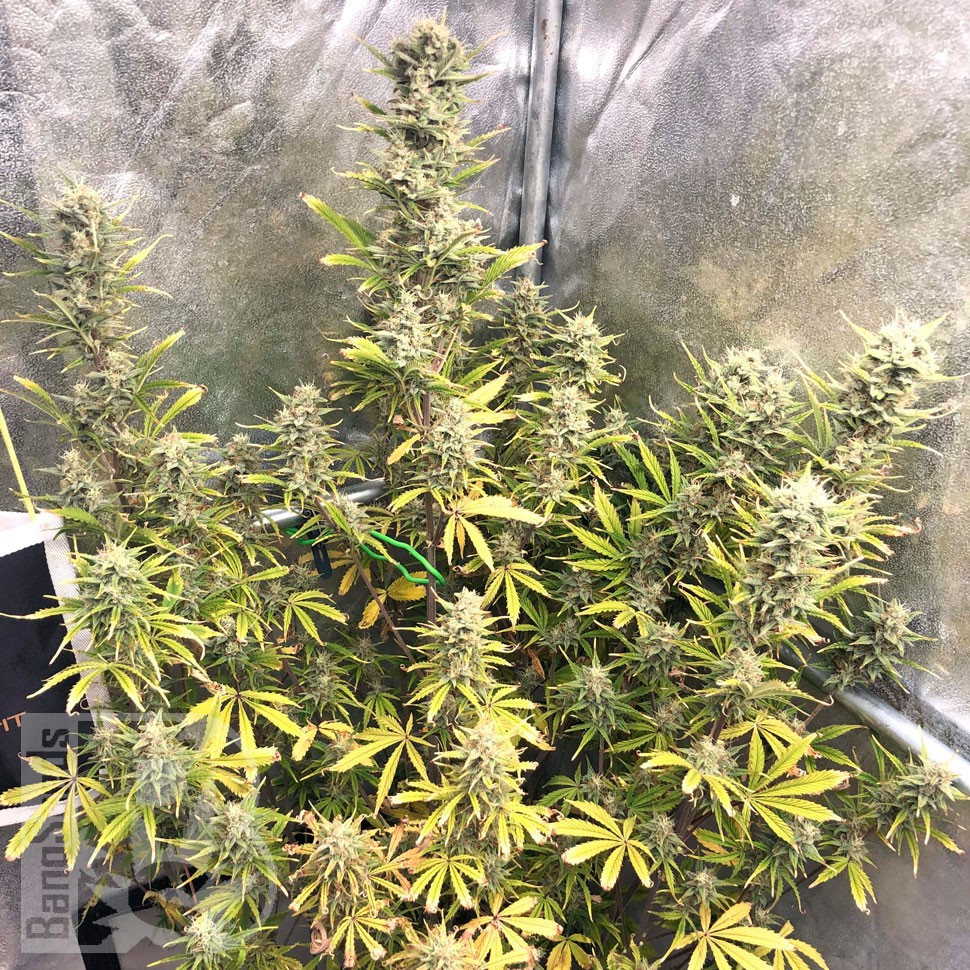 Семена конопли Glueberry O.G. feminised Ganja Seeds Семена конопли Glueberry O.G. feminised Ganja Seeds