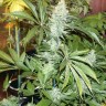 Семена White Rhino feminised Ganja Seeds Семена White Rhino feminised Ganja Seeds