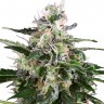 Семена ганжа  Snow White Amsterdam feminised Ganja Seeds Семена ганжа  Snow White Amsterdam feminised Ganja Seeds