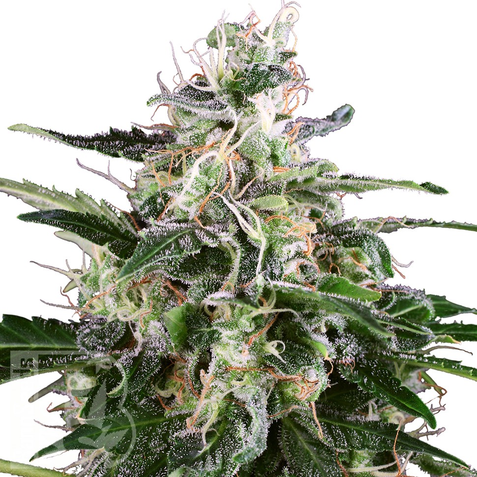 Семена ганжа  Snow White Amsterdam feminised Ganja Seeds