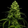 Семена ганжа  Snow White Amsterdam feminised Ganja Seeds Семена ганжа  Snow White Amsterdam feminised Ganja Seeds