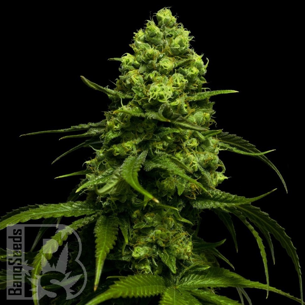 Семена ганжа  Snow White Amsterdam feminised Ganja Seeds Семена ганжа  Snow White Amsterdam feminised Ganja Seeds