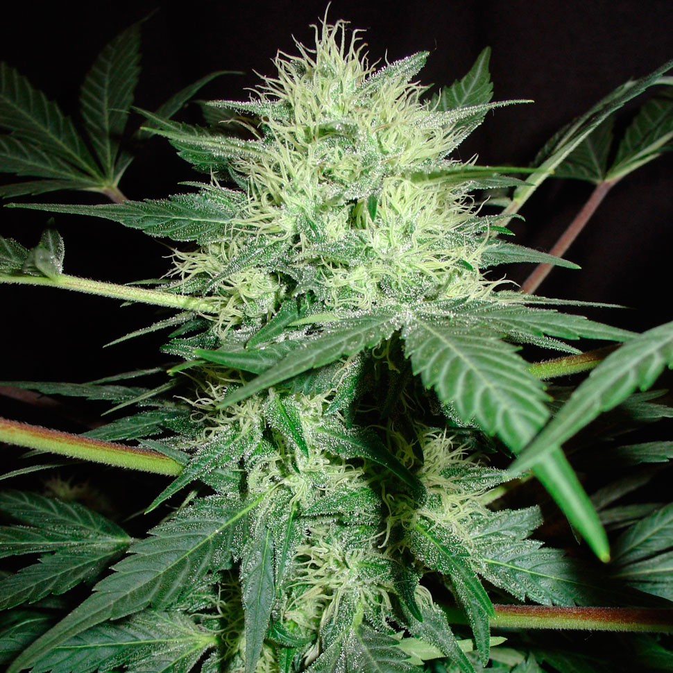 Семена  Auto Northern Lights regular Ganja Seeds Семена  Auto Northern Lights regular Ganja Seeds
