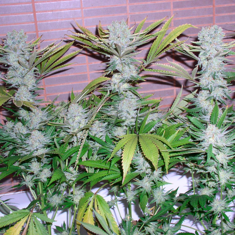 Семена  Auto Northern Lights regular Ganja Seeds Семена  Auto Northern Lights regular Ganja Seeds