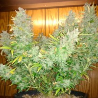 Auto Northern Lights regular Ganja Seeds