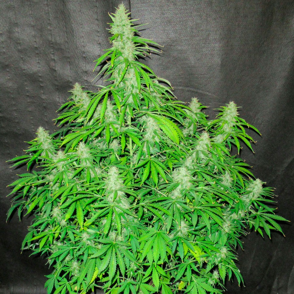 Семена  Auto Northern Lights regular Ganja Seeds Семена  Auto Northern Lights regular Ganja Seeds