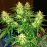 Семена  Auto Northern Lights regular Ganja Seeds Семена  Auto Northern Lights regular Ganja Seeds