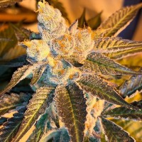 Cyclops regular Ganja Seeds