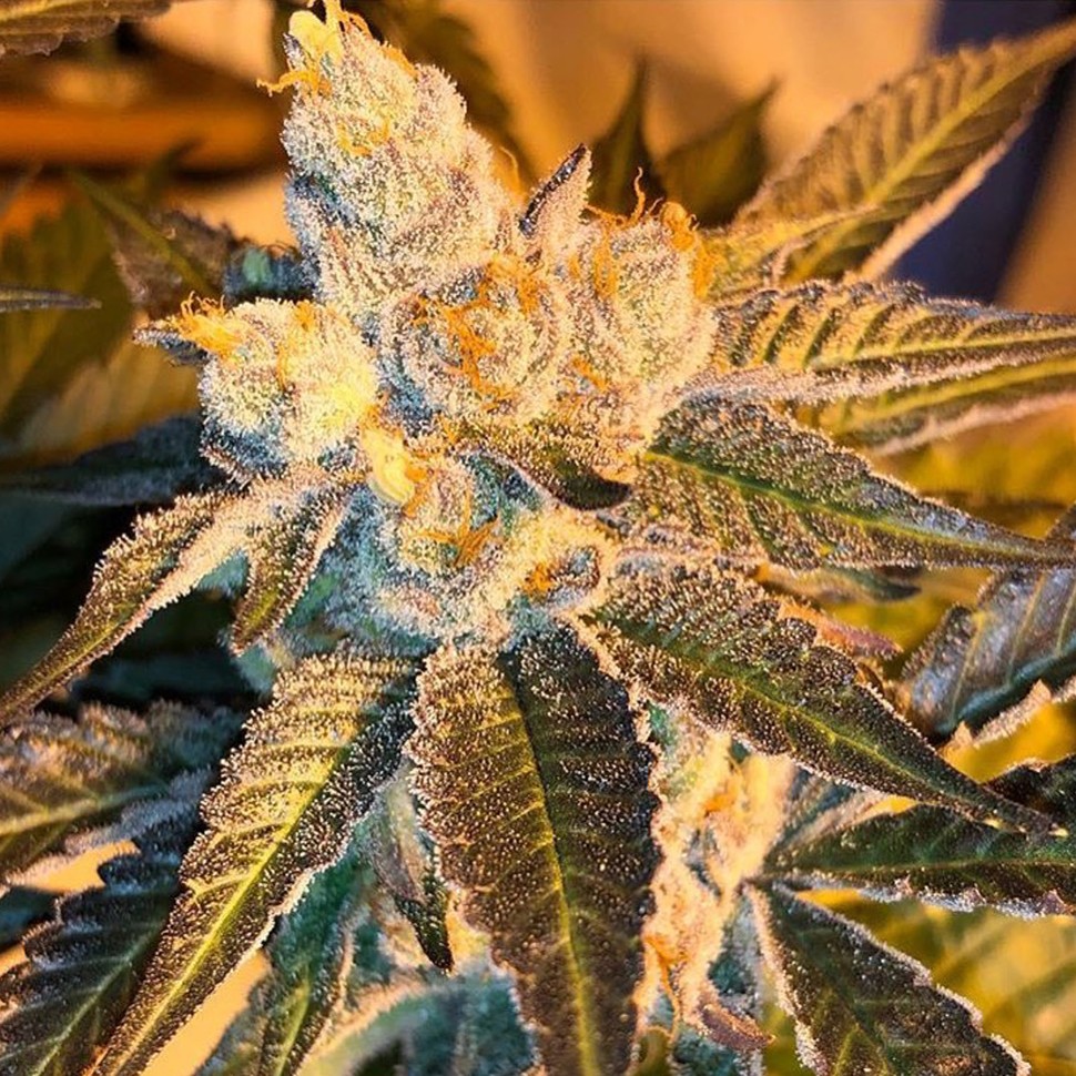 Семена конопли  Cyclops regular Ganja Seeds