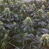 семена конопли для курения NHL Diesel feminised Victory Seeds семена конопли для курения NHL Diesel feminised Victory Seeds