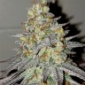 семена конопли Нур-Султан NHL Diesel feminised Victory Seeds семена конопли Нур-Султан NHL Diesel feminised Victory Seeds