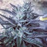 где можно заказать семена конопли NHL Diesel feminised Victory Seeds где можно заказать семена конопли NHL Diesel feminised Victory Seeds