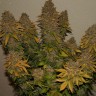 Семена каннабиса  Auto Night Queen feminised Ganja Seeds Семена каннабиса  Auto Night Queen feminised Ganja Seeds