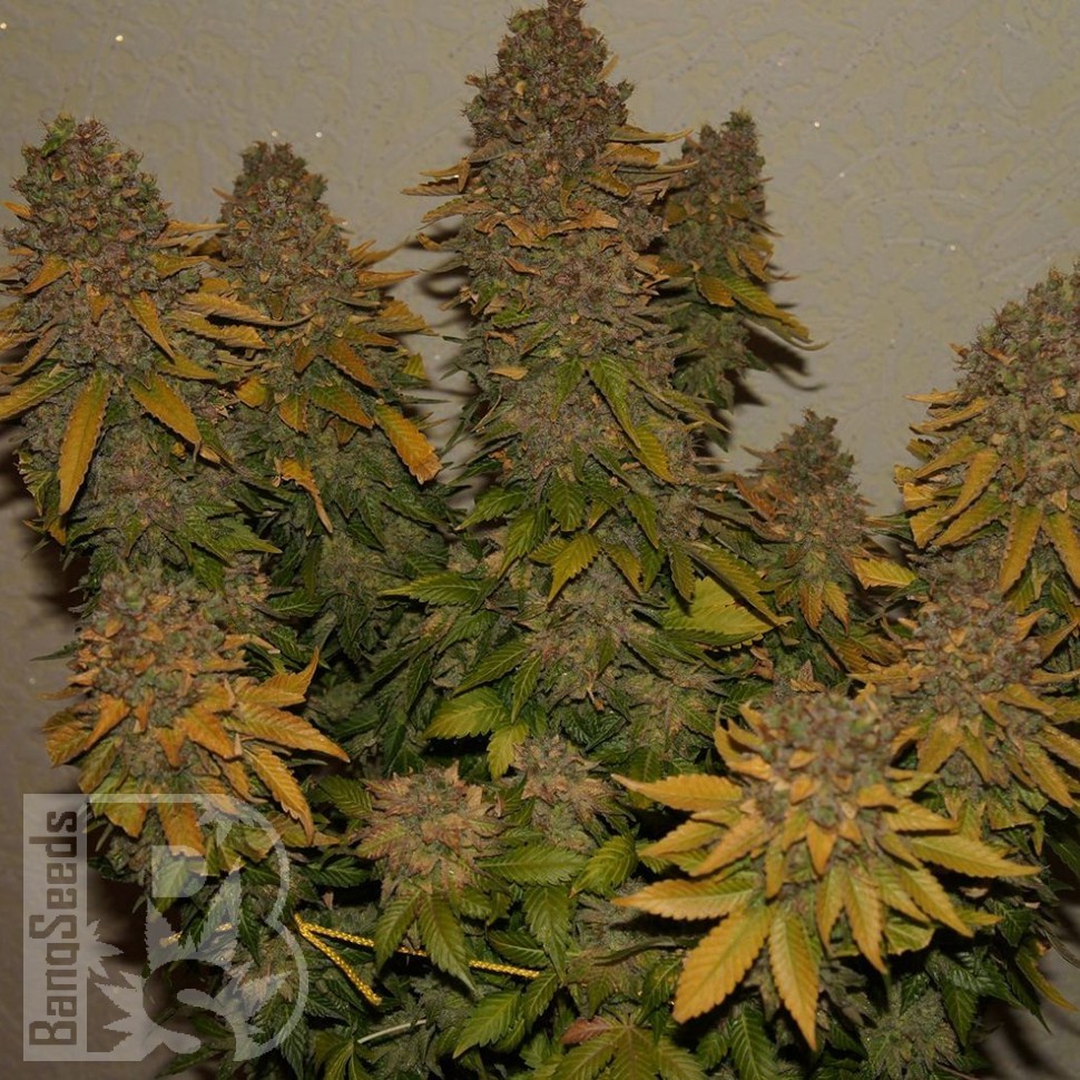 Семена каннабиса  Auto Night Queen feminised Ganja Seeds Семена каннабиса  Auto Night Queen feminised Ganja Seeds