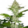 Семена  Auto Candy Kush feminised Ganja Seeds купить Семена  Auto Candy Kush feminised Ganja Seeds купить