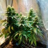 Семена  Auto Candy Kush feminised Ganja Seeds заказать Семена  Auto Candy Kush feminised Ganja Seeds заказать
