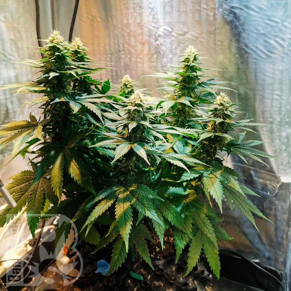 Семена  Auto Candy Kush feminised Ganja Seeds заказать Семена  Auto Candy Kush feminised Ganja Seeds заказать