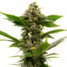 Недорогие семена  Auto Candy Kush feminised Ganja Seeds Недорогие семена  Auto Candy Kush feminised Ganja Seeds