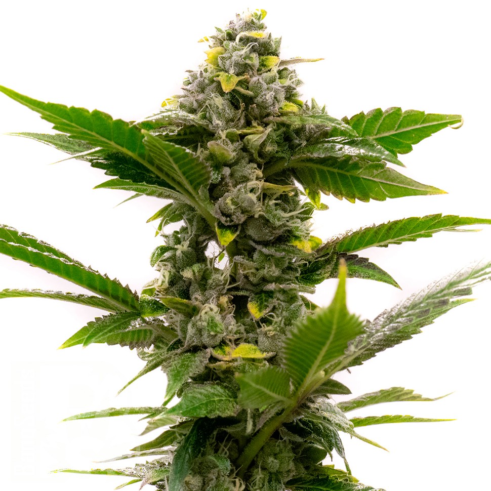 Недорогие семена  Auto Candy Kush feminised Ganja Seeds Недорогие семена  Auto Candy Kush feminised Ganja Seeds