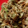 Blue Himalaya feminised Ganja Seeds Blue Himalaya feminised Ganja Seeds