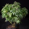 Семена каннабиса  Sour Mango feminised Ganja Seeds Семена каннабиса  Sour Mango feminised Ganja Seeds