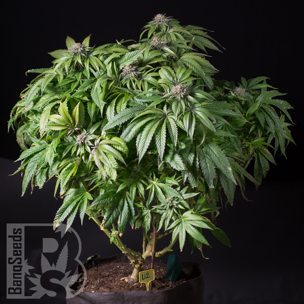 Семена каннабиса  Sour Mango feminised Ganja Seeds
