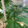 Семена каннабиса  Sour Mango feminised Ganja Seeds Семена каннабиса  Sour Mango feminised Ganja Seeds