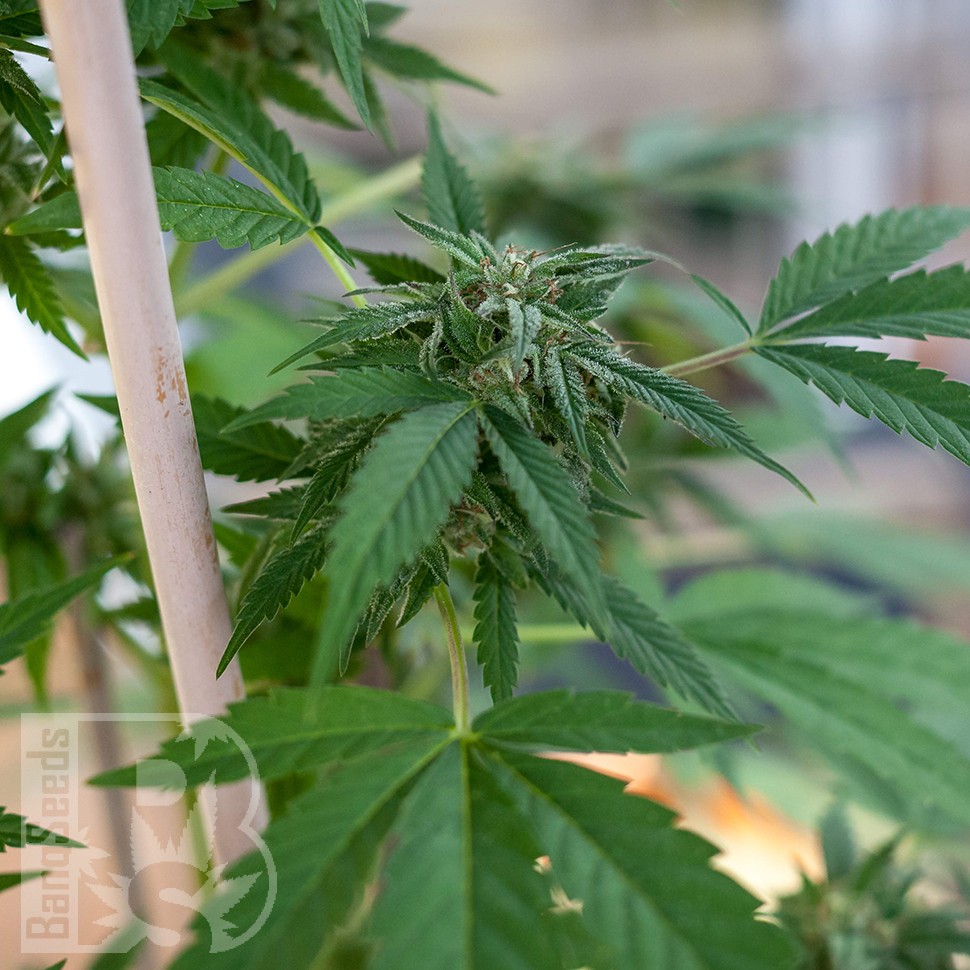 Семена каннабиса  Sour Mango feminised Ganja Seeds Семена каннабиса  Sour Mango feminised Ganja Seeds