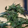 Семена каннабиса  Sour Mango feminised Ganja Seeds Семена каннабиса  Sour Mango feminised Ganja Seeds