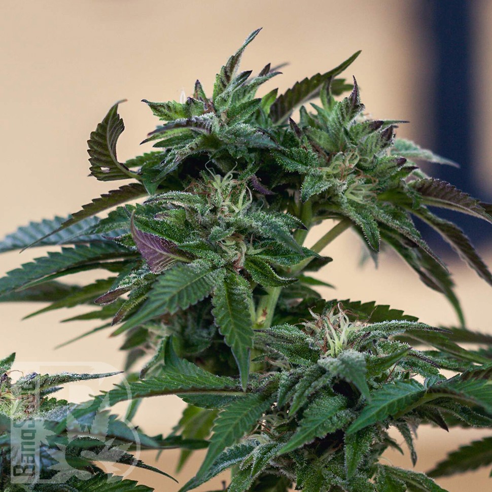 Семена каннабиса  Sour Mango feminised Ganja Seeds Семена каннабиса  Sour Mango feminised Ganja Seeds