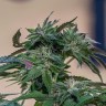 Семена каннабиса  Sour Mango feminised Ganja Seeds Семена каннабиса  Sour Mango feminised Ganja Seeds