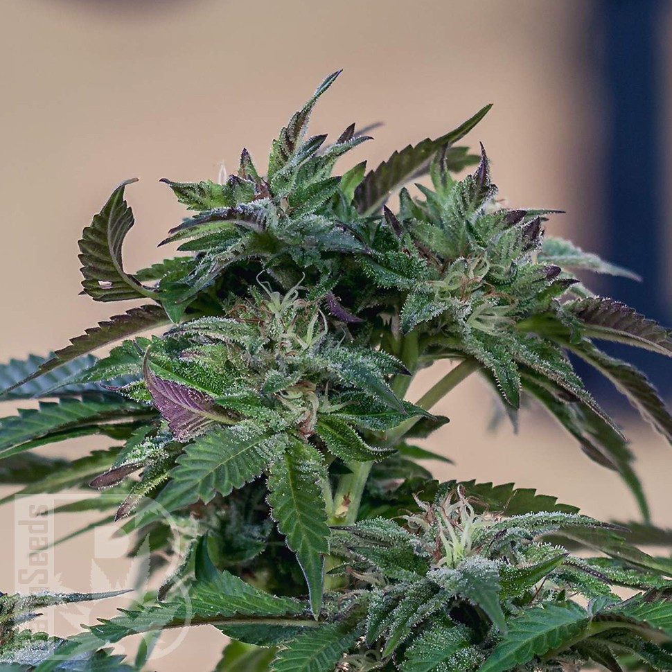 Семена каннабиса  Sour Mango feminised Ganja Seeds Семена каннабиса  Sour Mango feminised Ganja Seeds