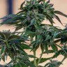 Семена каннабиса  Sour Mango feminised Ganja Seeds Семена каннабиса  Sour Mango feminised Ganja Seeds