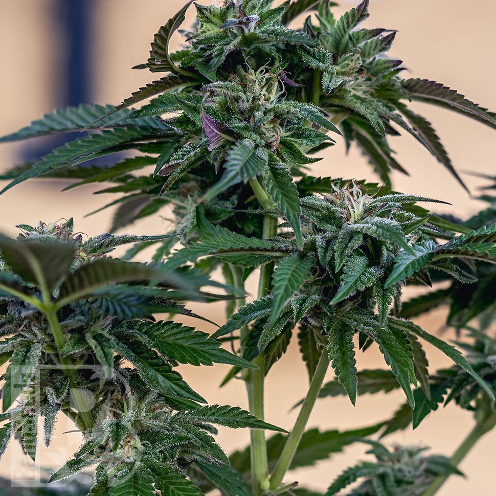 Семена каннабиса  Sour Mango feminised Ganja Seeds Семена каннабиса  Sour Mango feminised Ganja Seeds