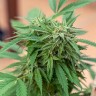 Семена каннабиса  Sour Mango feminised Ganja Seeds Семена каннабиса  Sour Mango feminised Ganja Seeds
