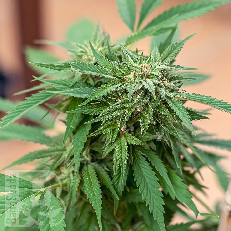 Семена каннабиса  Sour Mango feminised Ganja Seeds Семена каннабиса  Sour Mango feminised Ganja Seeds