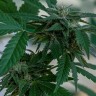 Семена каннабиса  Sour Mango feminised Ganja Seeds Семена каннабиса  Sour Mango feminised Ganja Seeds