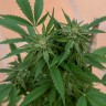 Семена каннабиса  Sour Mango feminised Ganja Seeds Семена каннабиса  Sour Mango feminised Ganja Seeds