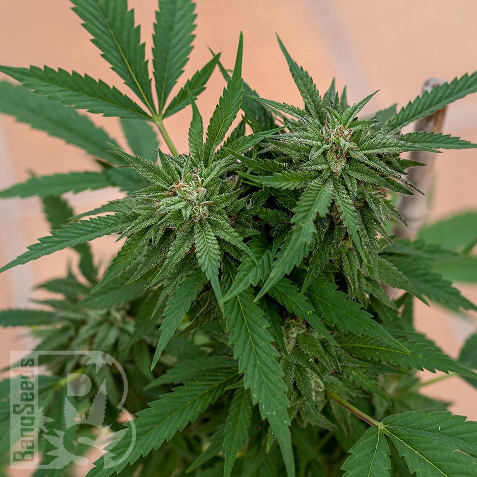 Семена каннабиса  Sour Mango feminised Ganja Seeds Семена каннабиса  Sour Mango feminised Ganja Seeds