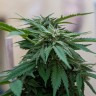 Семена каннабиса  Sour Mango feminised Ganja Seeds Семена каннабиса  Sour Mango feminised Ganja Seeds