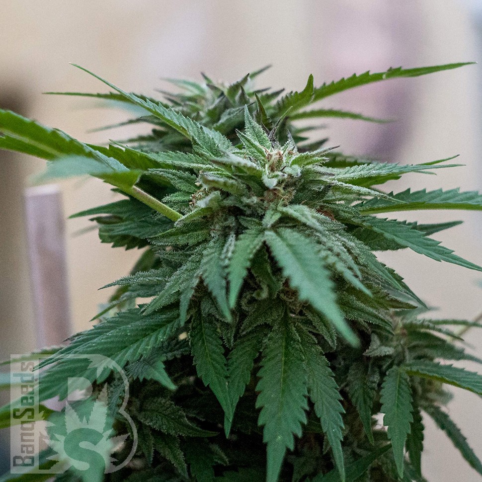 Семена каннабиса  Sour Mango feminised Ganja Seeds Семена каннабиса  Sour Mango feminised Ganja Seeds