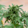 Семена каннабиса  Sour Mango feminised Ganja Seeds Семена каннабиса  Sour Mango feminised Ganja Seeds
